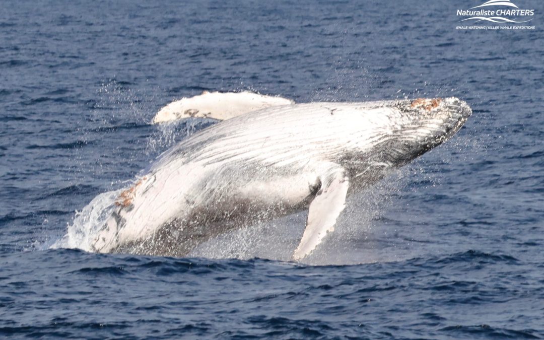 Humpback Juveniles: 07.06.24 Afternoon Tour